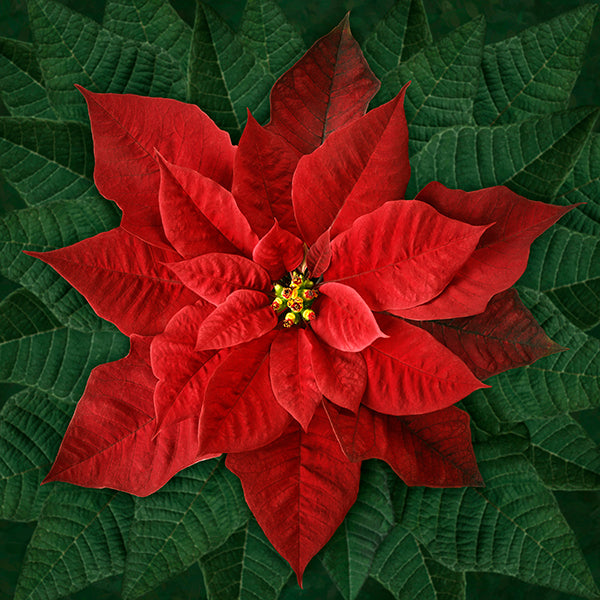 Hoffman Dream Big Holiday T4877 3 Red Poinsettia