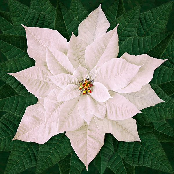 Hoffman Dream Big Holiday T4877 3 White Poinsettia